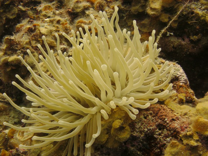 Curacao 04-12 033.JPG